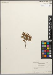 Foto von Salix reticulata L.